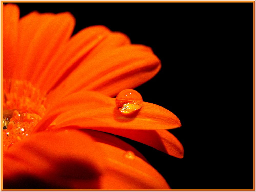 Gerbera