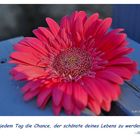 Gerbera