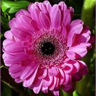 Gerbera