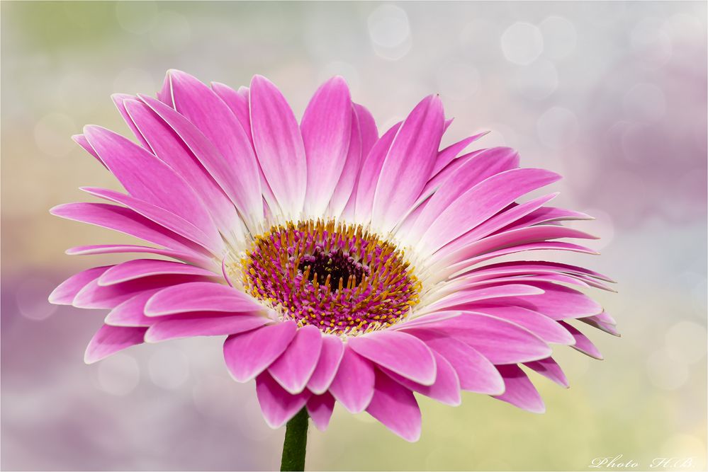 GERBERA