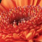 Gerbera