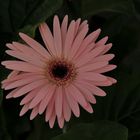 gerbera