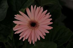 gerbera