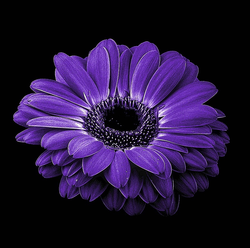 gerbera von Guido Kraut 