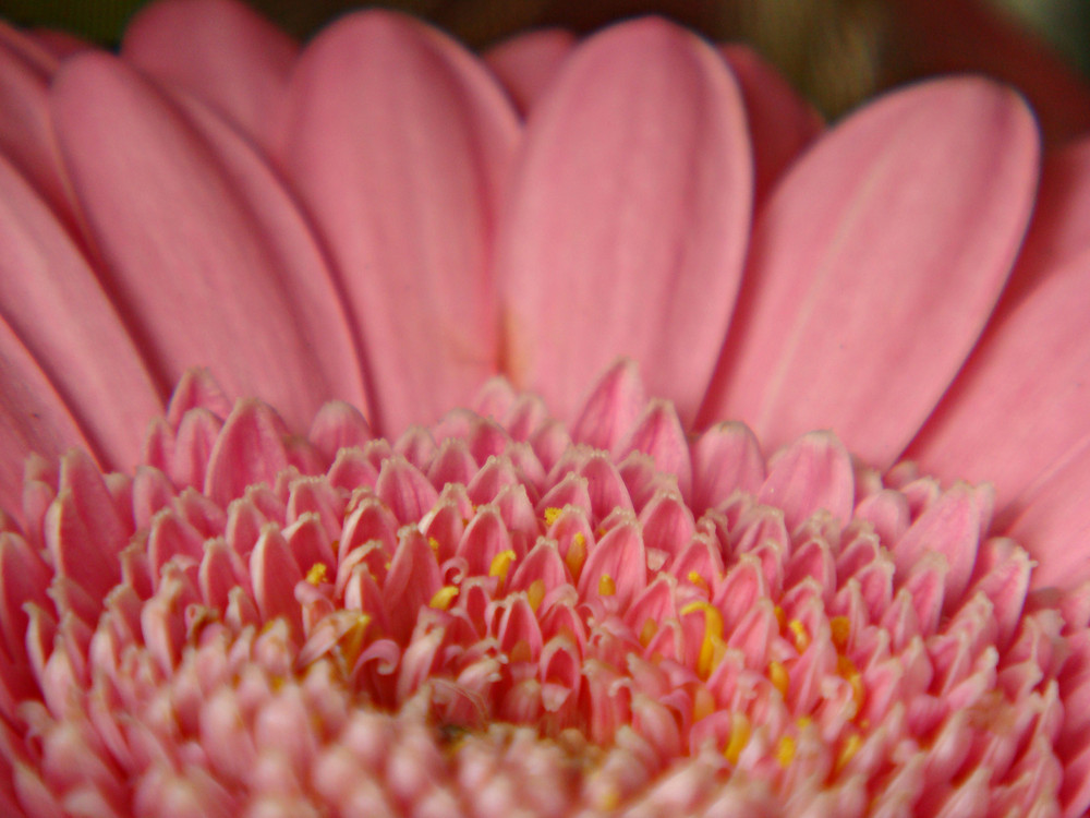 Gerbera