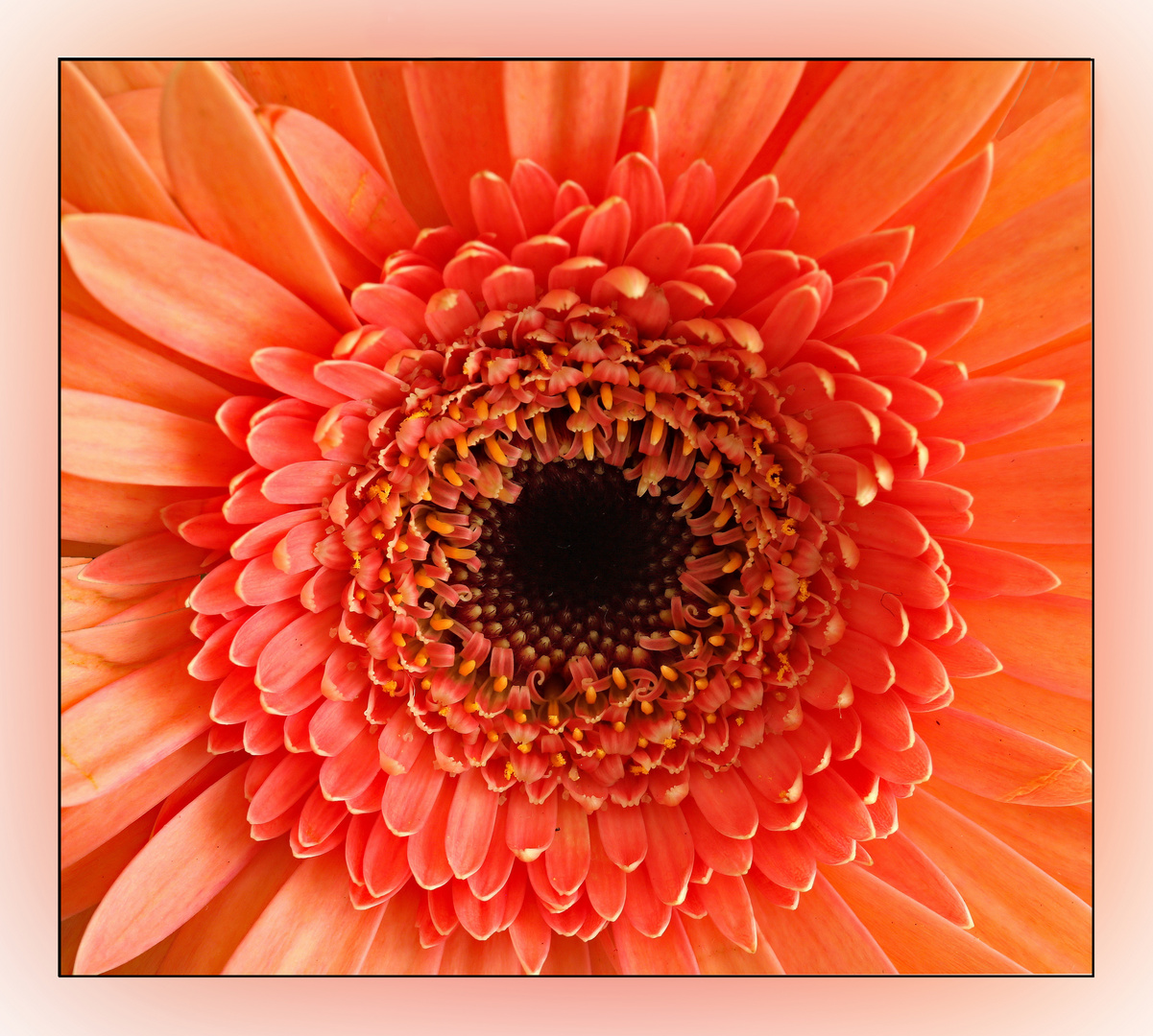 Gerbera