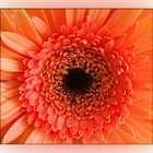 Gerbera