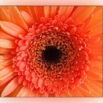 Gerbera