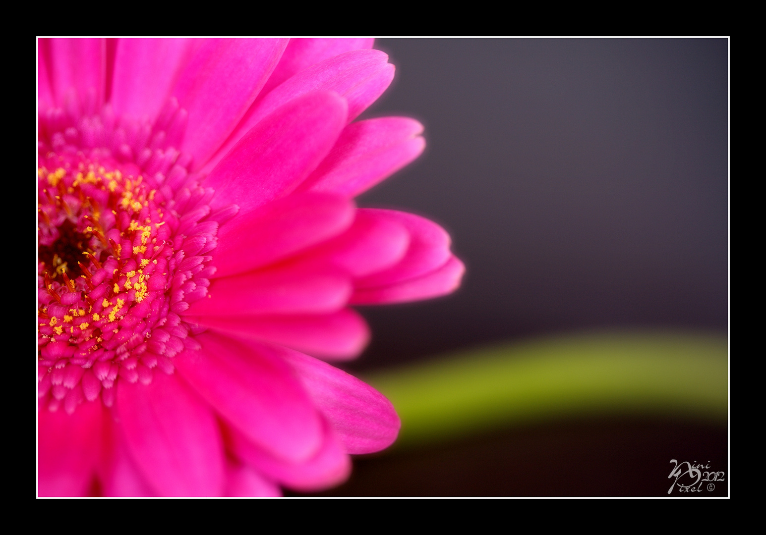 Gerbera...