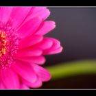 Gerbera...