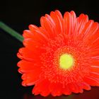 Gerbera