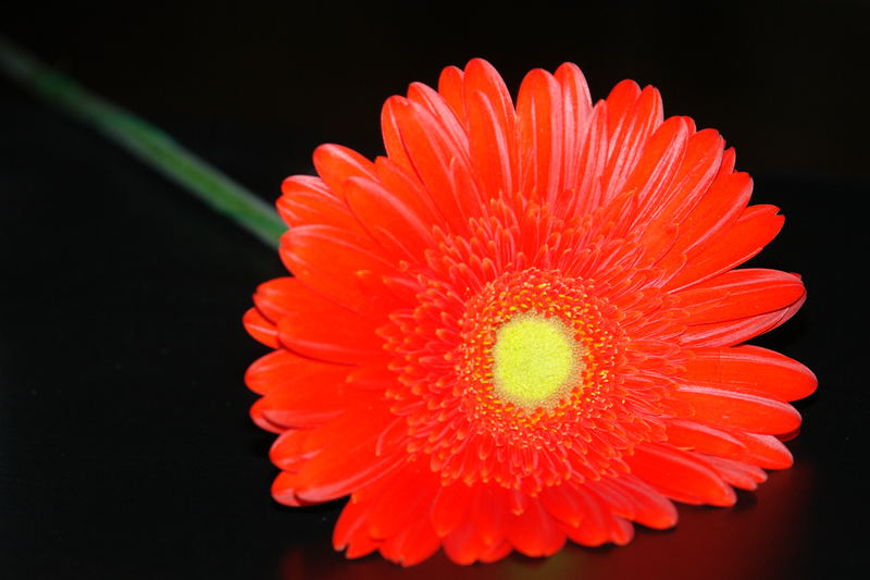 Gerbera