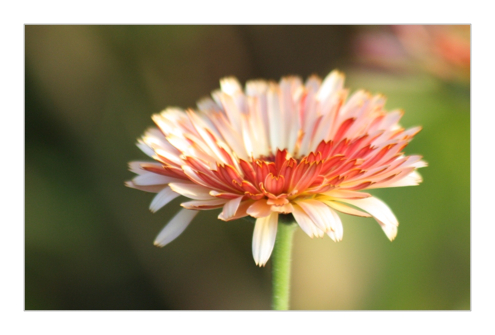 Gerbera