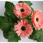 Gerbera