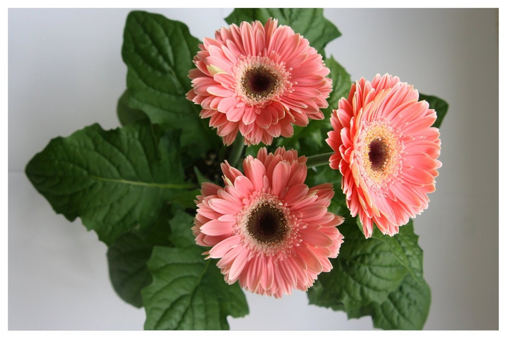 Gerbera