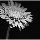 Gerbera