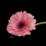 GERBERA