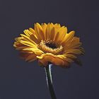 Gerbera