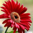 Gerbera