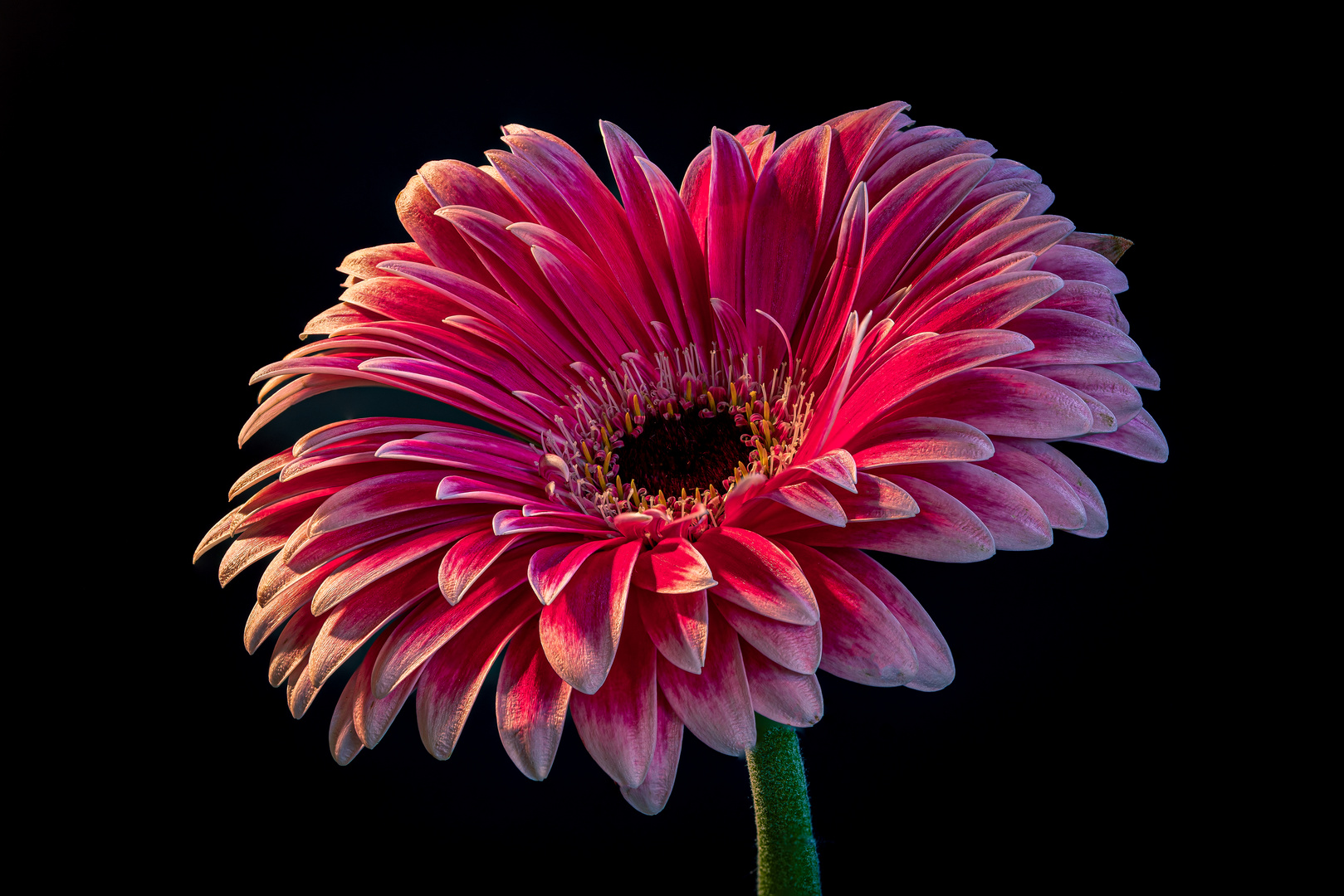 Gerbera