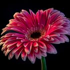 Gerbera