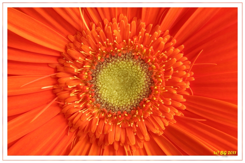 Gerbera