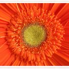 Gerbera