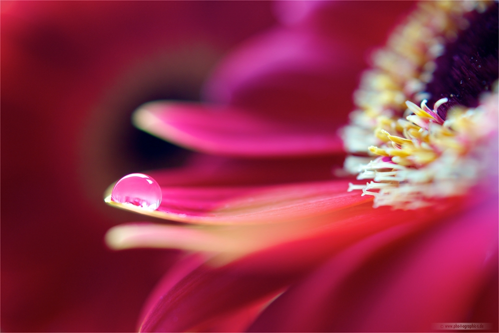 ... gerbera ...