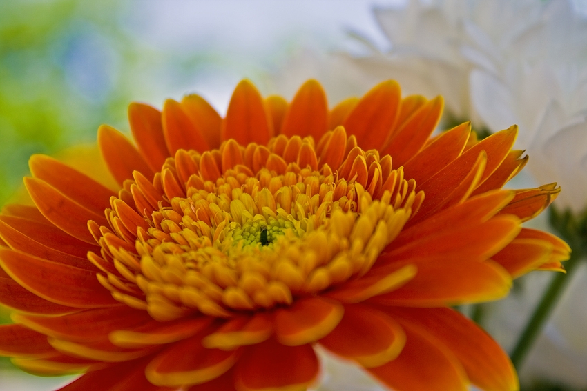 Gerbera