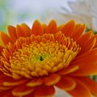 Gerbera