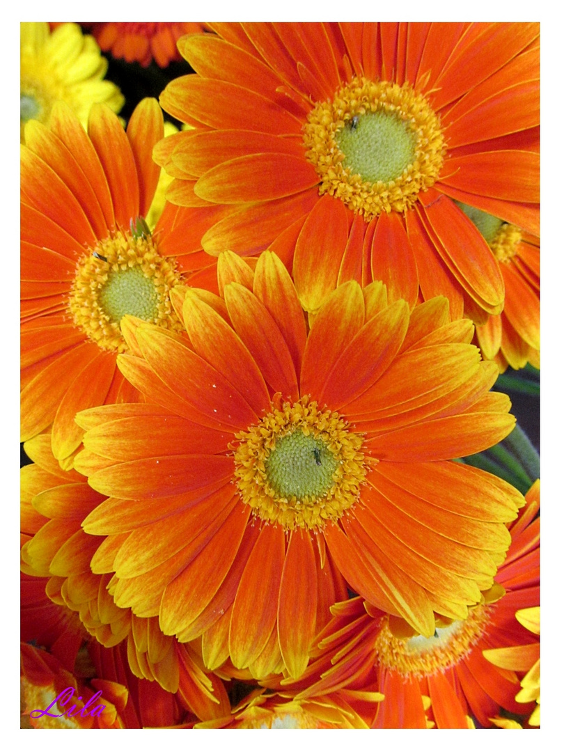 Gerbera ...