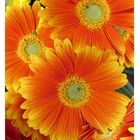 Gerbera ...