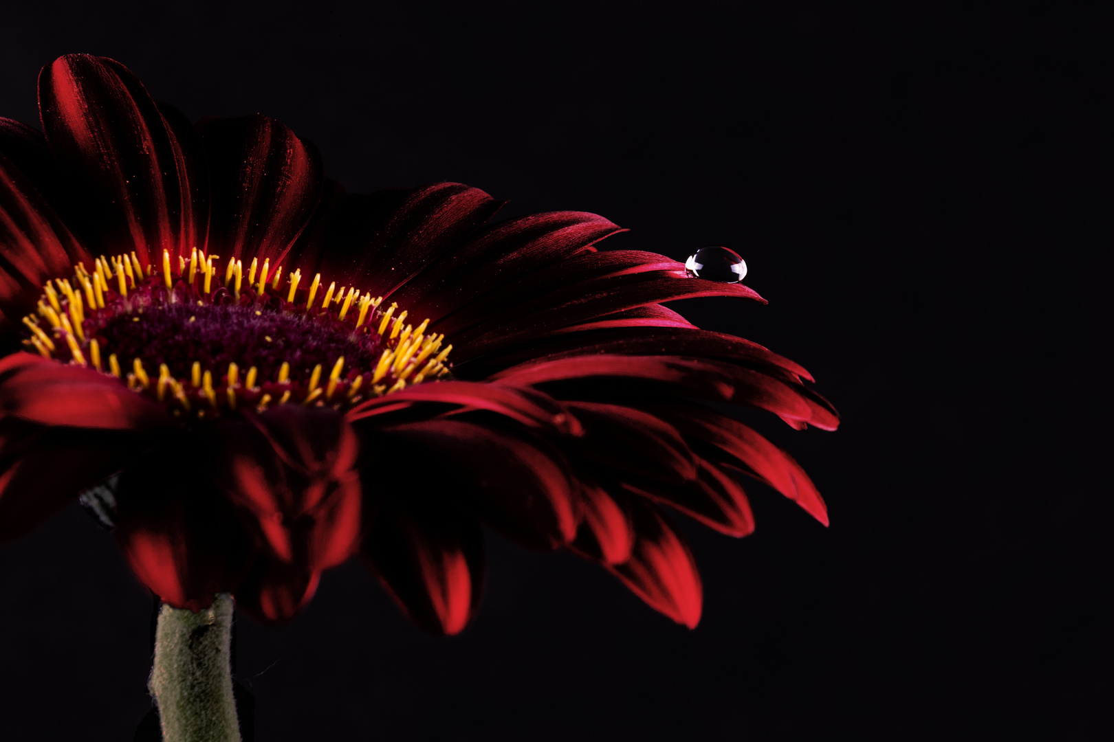 Gerbera