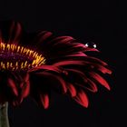 Gerbera