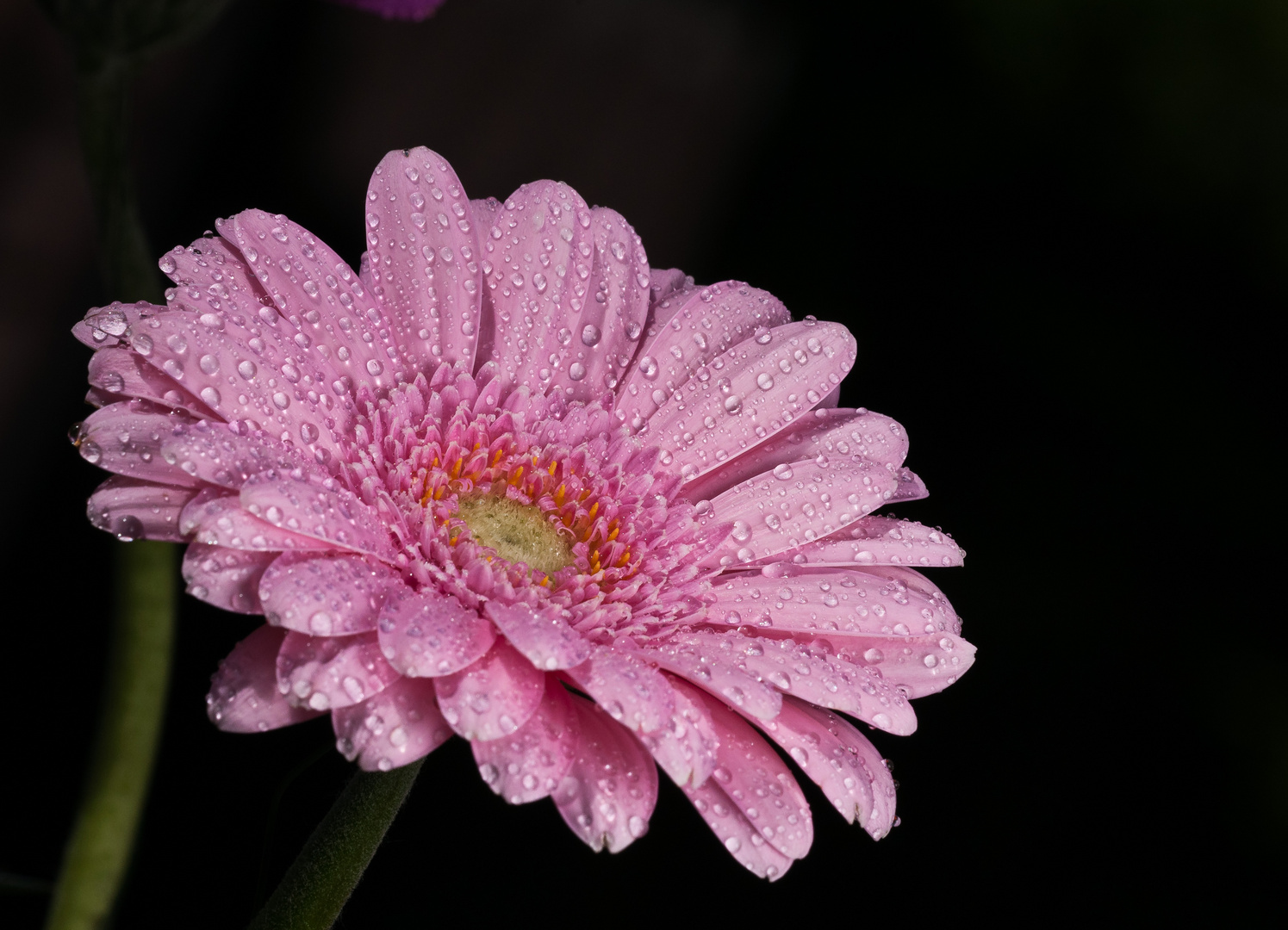 Gerbera