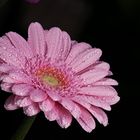 Gerbera