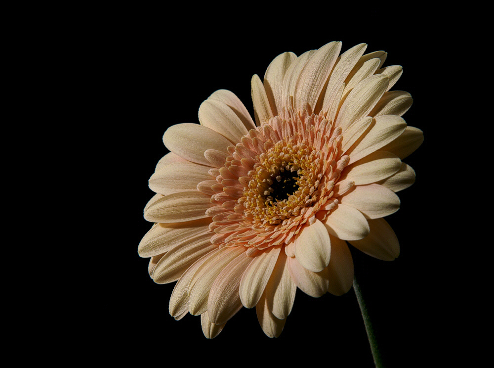 Gerbera