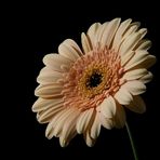 Gerbera