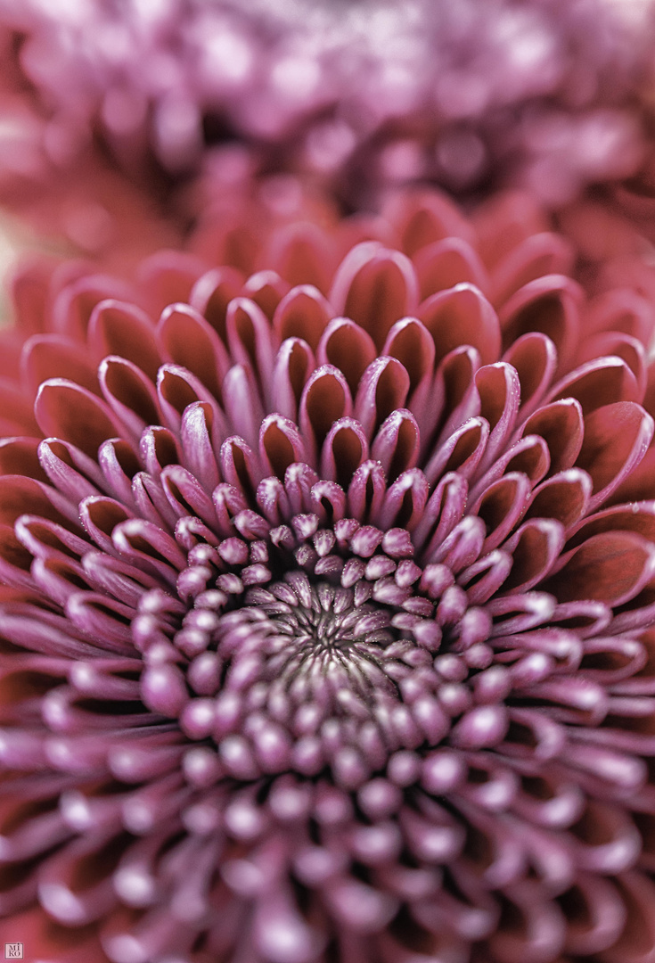 Gerbera