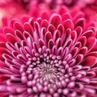 Gerbera