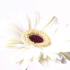 Gerbera