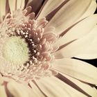 Gerbera 9