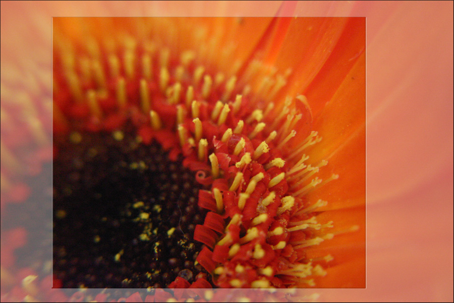 Gerbera