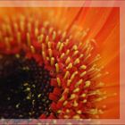 Gerbera