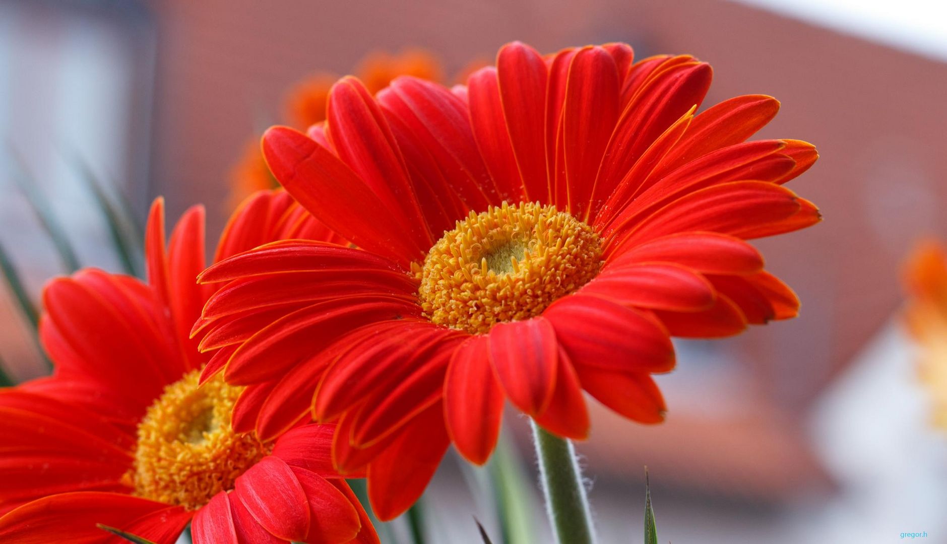 Gerbera :)