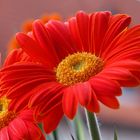 Gerbera :)