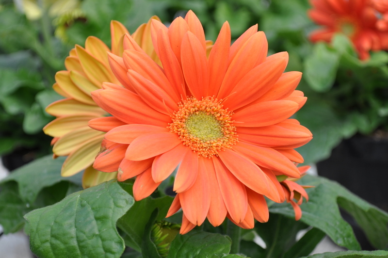 Gerbera