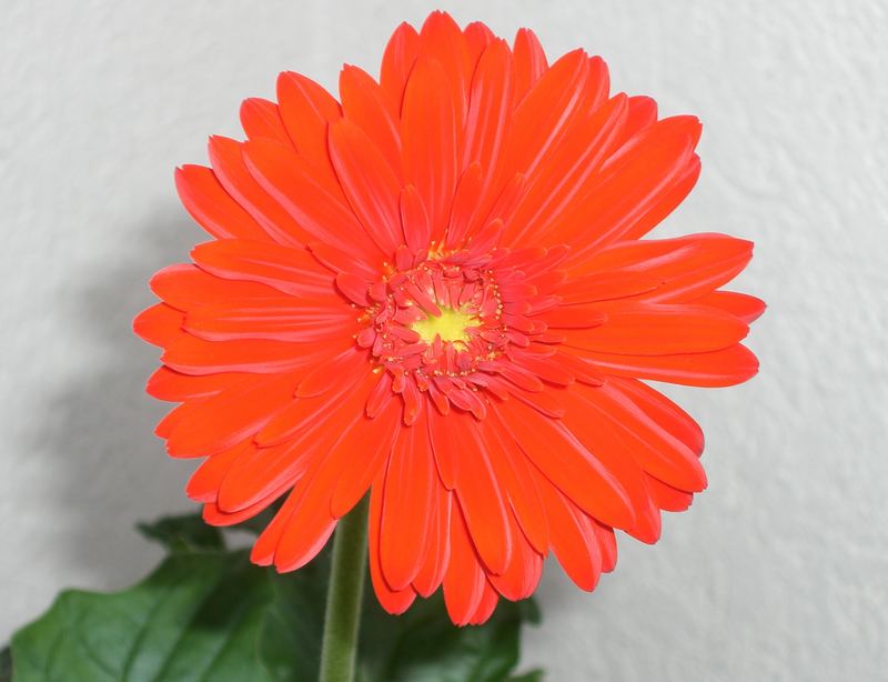 gerbera