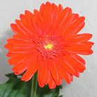 gerbera