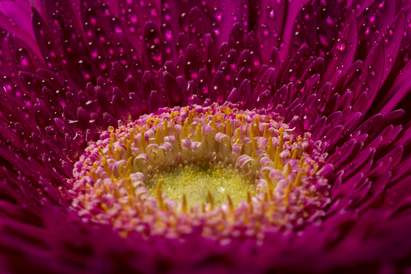 Gerbera